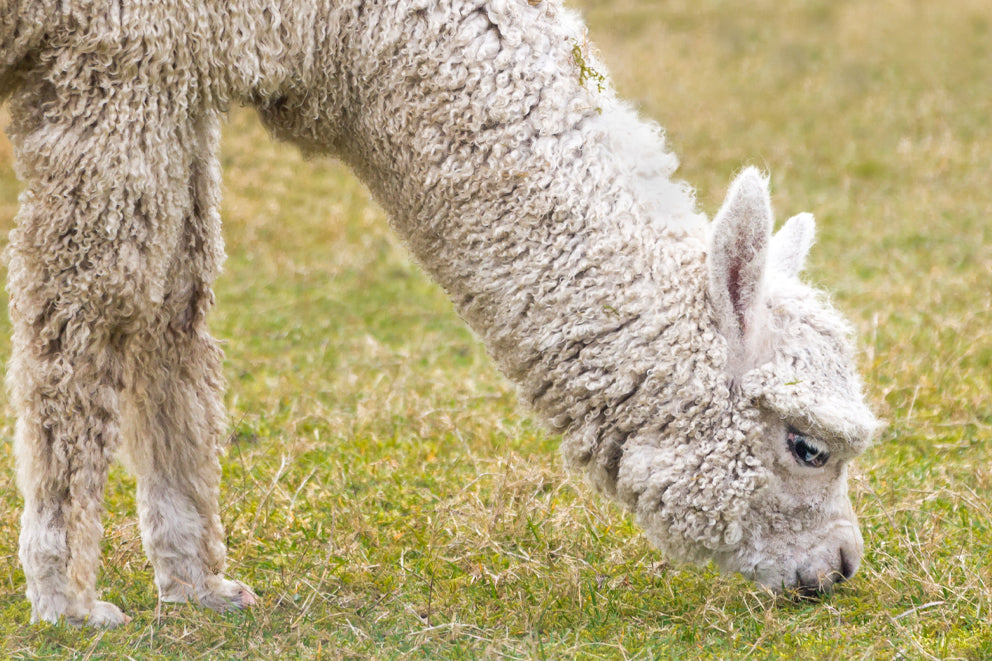 Alpaca
