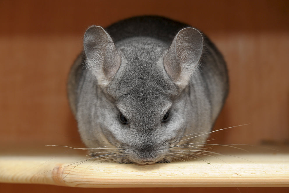 Chinchilla