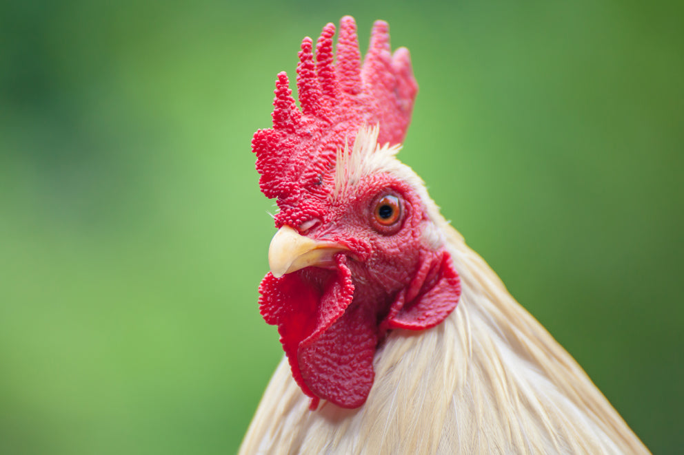 Poultry