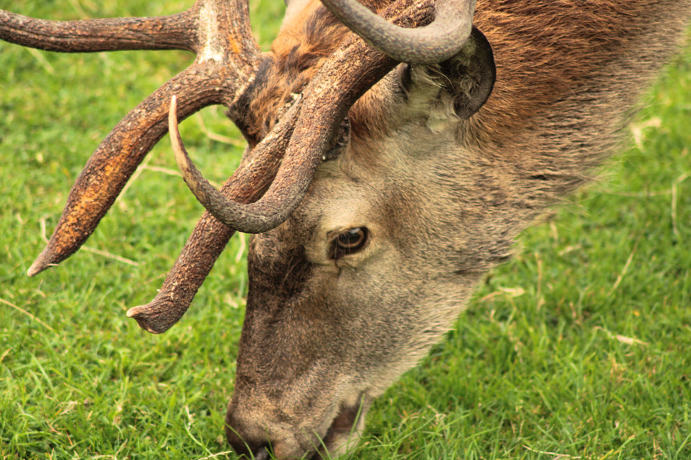Reindeer