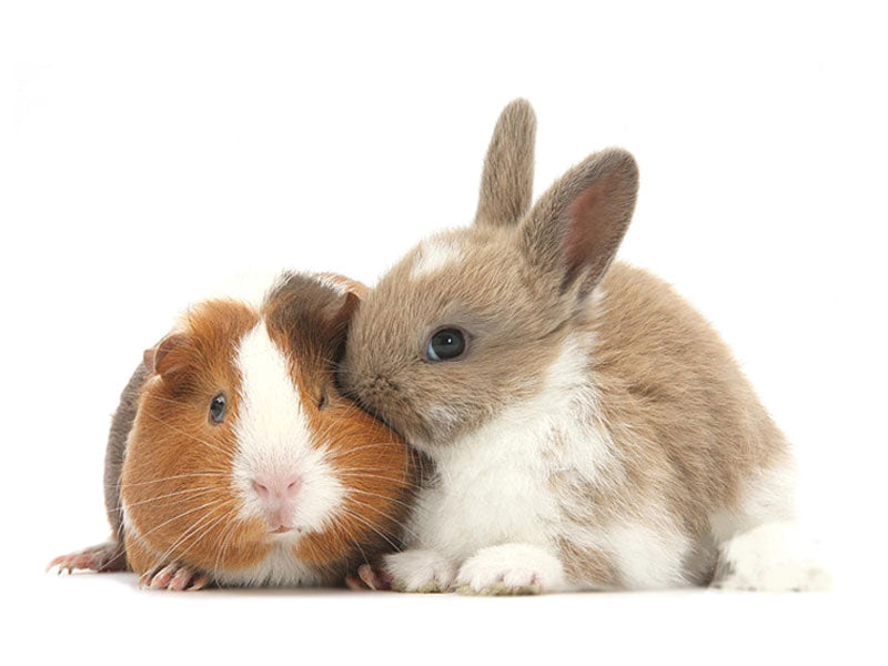 Small Pets