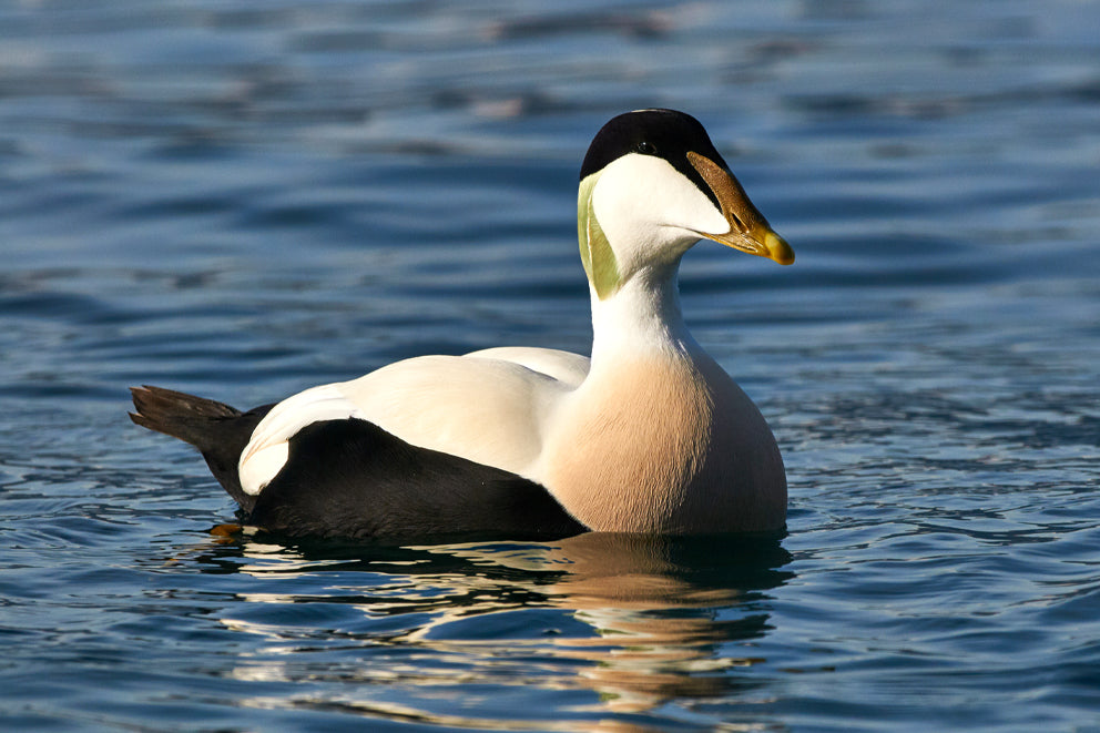 Waterbirds and Waterfowl