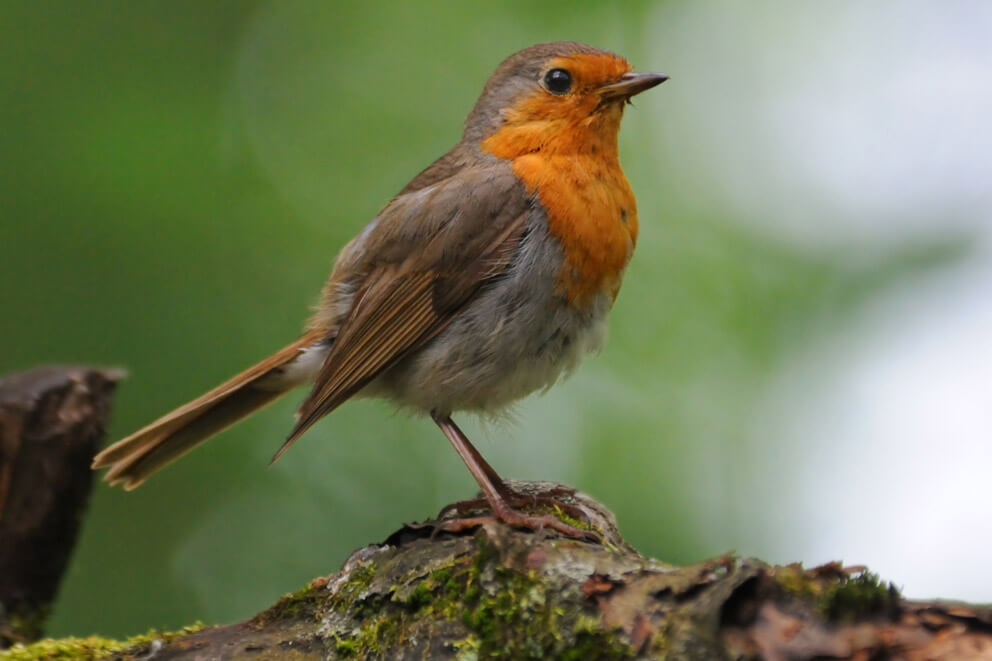 Wild Bird